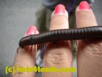 /home//u458753944/public_html/sourcegallery/////////////////////////////////Insects and small critters/millipedes and centipedes/DSCN1193.JPG